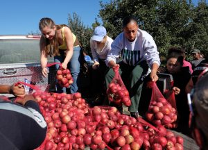 Apple gleaning at Woodbine Farm